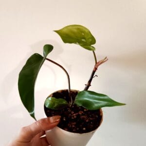 Philodendron Red Emerald (Köynnösvehka)