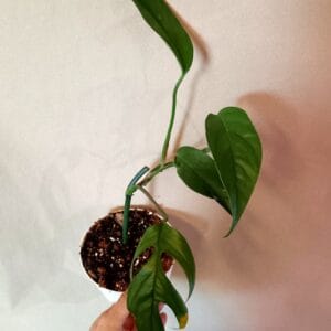 Epipremnum pinnatum Blue Form (Kultaköynnös)