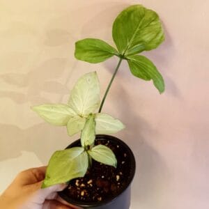 Syngonium ssp Five Fingers of White (Muulinkultakorva)