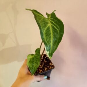 Syngonium Three Kings (Muulinkultakorva)