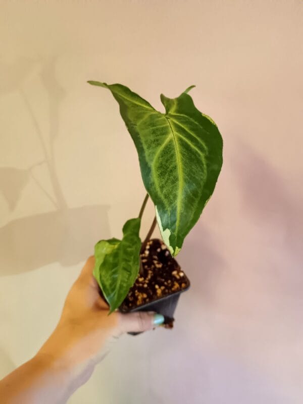 Syngonium Three Kings (Muulinkultakorva)