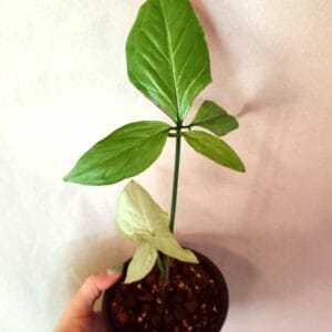 Syngonium sp Five Fingers of White (Muulinkultakorva)