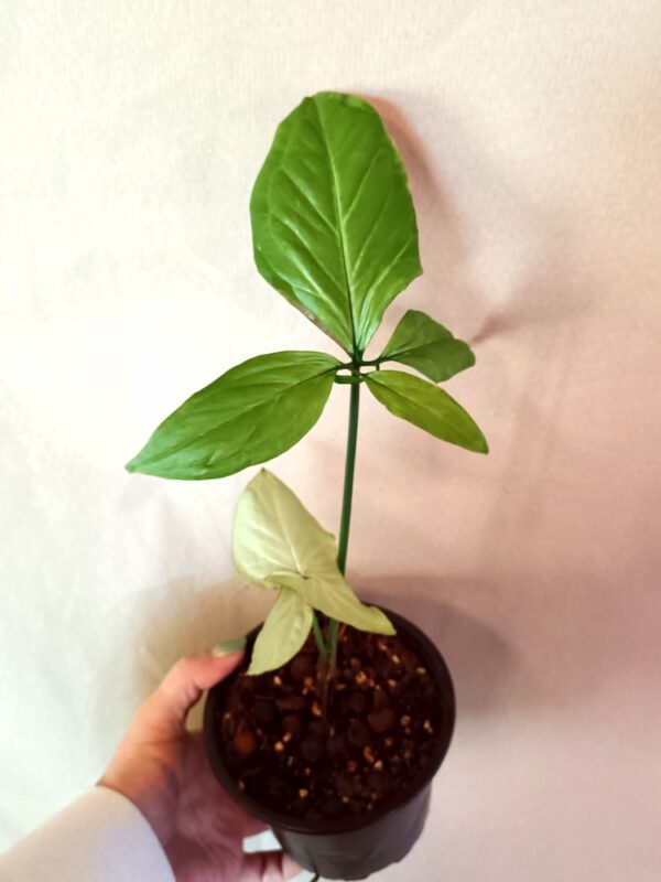 Syngonium sp Five Fingers of White (Muulinkultakorva)