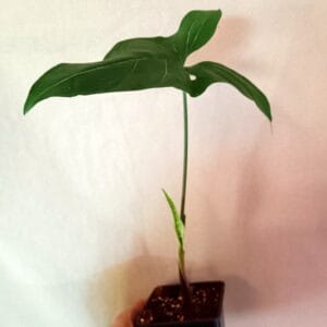 Syngonium Albolineatum (Muulinkultakorva)