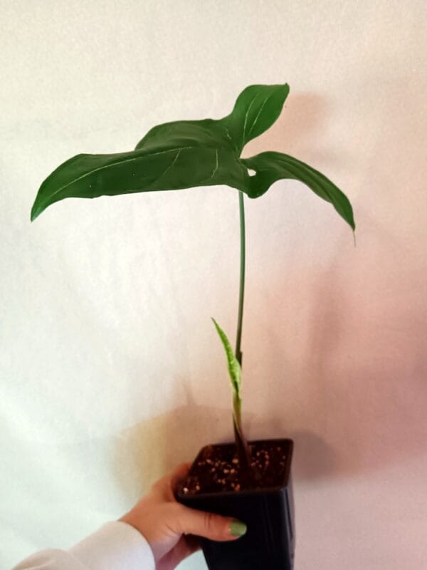 Syngonium Albolineatum (Muulinkultakorva)