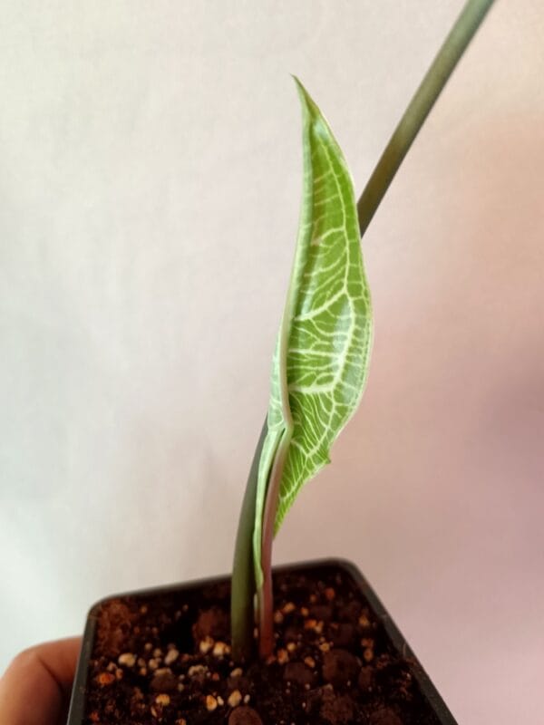 Syngonium Albolineatum (Muulinkultakorva) - Image 2