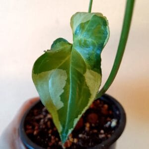 Syngonium Three Kings (Muulinkultakorva)