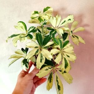 Schefflera arboricola Janine (Siroliuska-aralia)