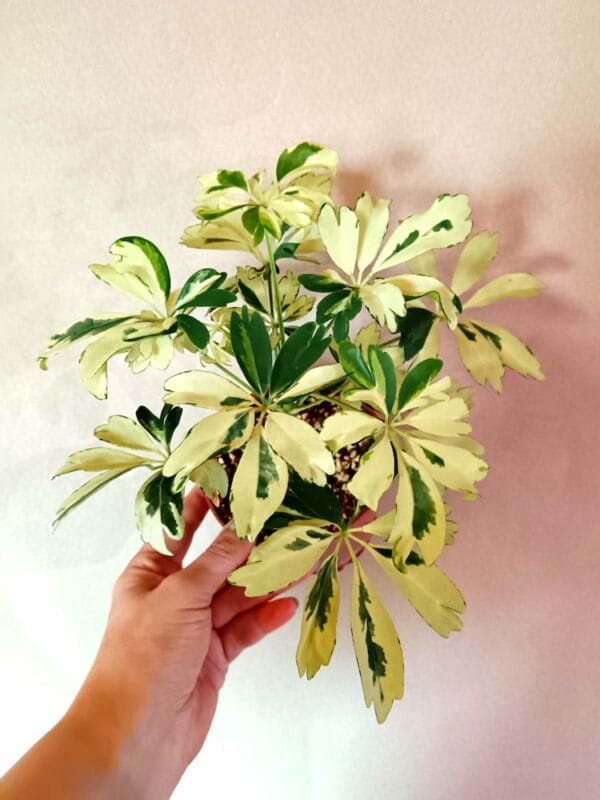Schefflera arboricola Janine (Siroliuska-aralia)
