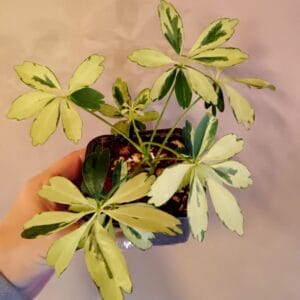 Schefflera arboricola Janine (minikasvuinen Siroliuska-aralia)