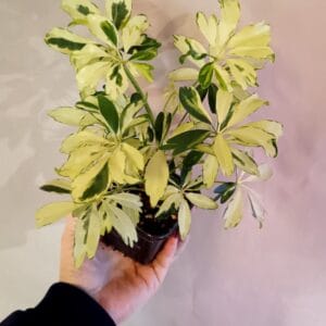 Schefflera arboricola Janine (minikasvuinen Siroliuska-aralia)