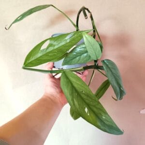 Epipremnum pinnatum Cebu Blue (Kultaköynnös)