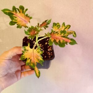 Coleus scutellarioides Colocha Scarlet (Isokirjopeippi)