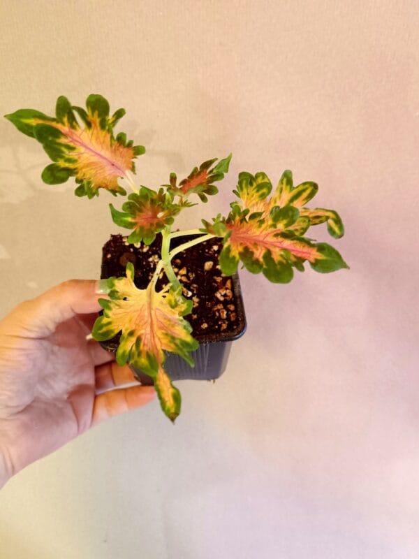 Coleus scutellarioides Colocha Scarlet (Isokirjopeippi)