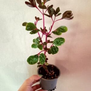 Iresine herbstii Aureoreticulata (Keltapunalehti)