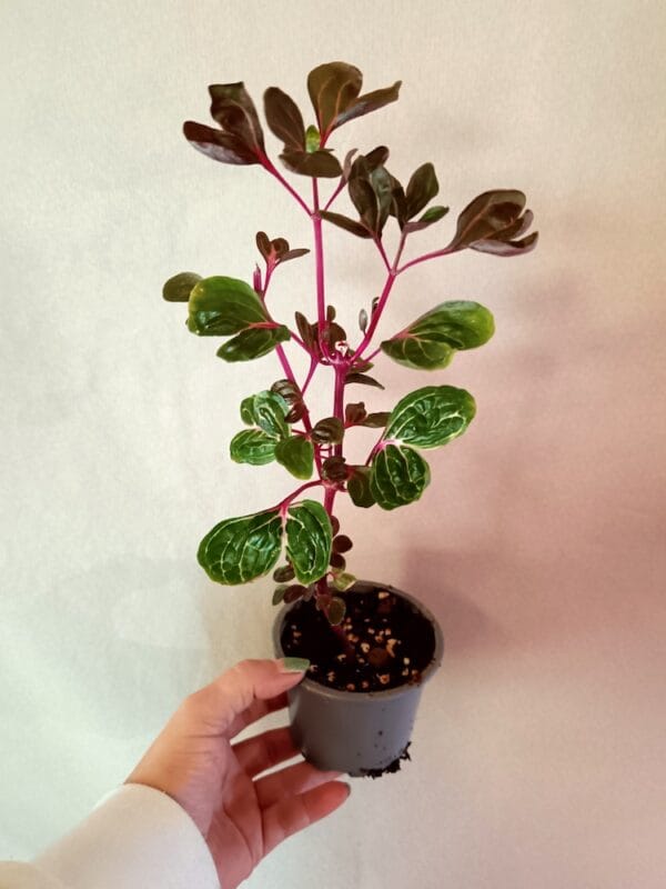 Iresine herbstii Aureoreticulata (Keltapunalehti)