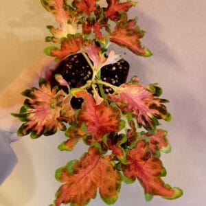 Coleus scutellarioides Colocha Scarlet (Isokirjopeippi)