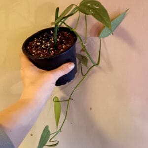 Epipremnum pinnatum Cebu Blue (Kultaköynnös)