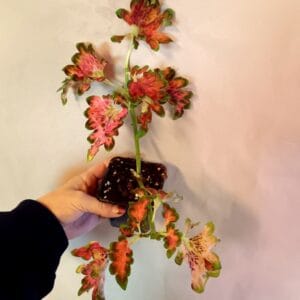 Coleus scutellarioides Colocha Scarlet (Isokirjopeippi)