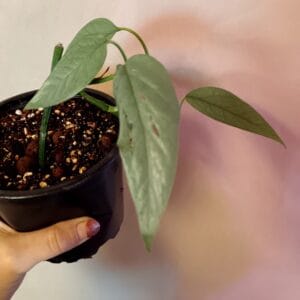 Epipremnum pinnatum Cebu Blue (Kultaköynnös)