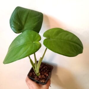 Syngonium chiapense (Kultakorva)