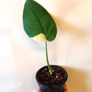 Syngonium chiapense Variegata (Kultakorva)