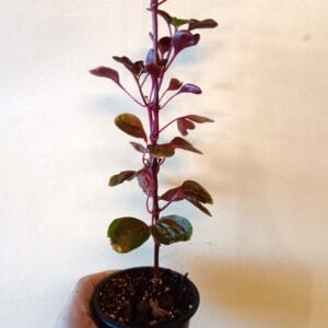 Iresine herbstii Aureoreticulata (Keltapunalehti)