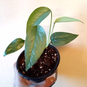 Epipremnum pinnatum Cebu Blue (Kultaköynnös)
