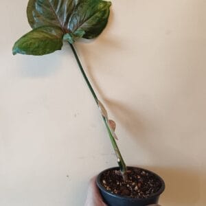 Syngonium Orm Nak (Muulinkultakorva)