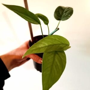 Epipremnum pinnatum Cebu Blue (Kultaköynnös)