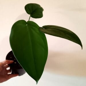 Syngonium chiapense (Kultakorva)