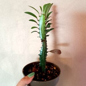 Euphorbia trigona (Pylvästyräkki)