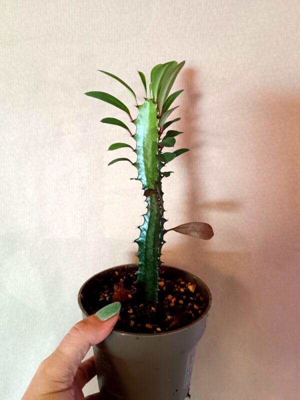Euphorbia trigona (Pylvästyräkki)
