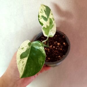 Epipremnum Pearls and Jade (Kultaköynnös)