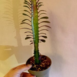 Euphorbia trigona (Pylvästyräkki)