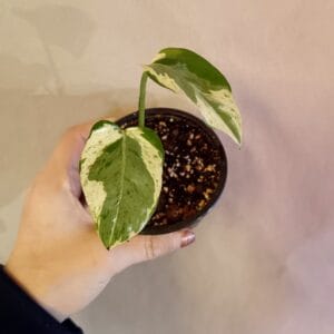 Epipremnum Pearls and Jade (Kultaköynnös)