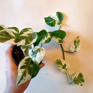 Epipremnum Pearls and Jade (Kultaköynnös)