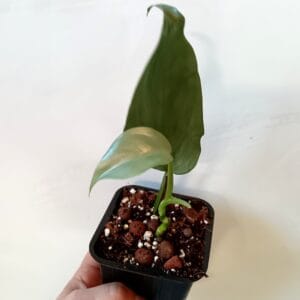 Philodendron hastatum (Köynnösvehka)