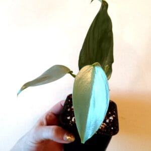Philodendron hastatum (Köynnösvehka)