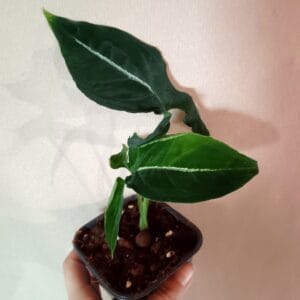 Syngonium Rayii (muulinkultakorva)