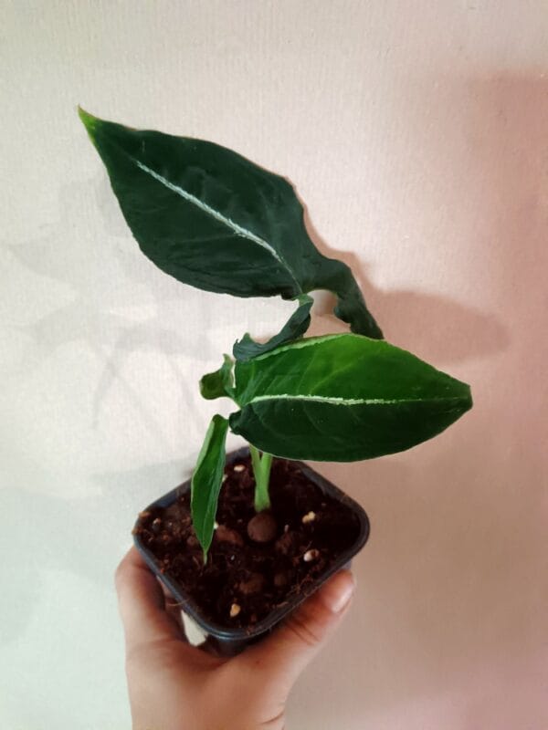 Syngonium Rayii (muulinkultakorva)