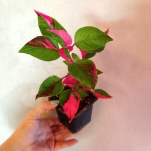 Alternanthera ficoidea Party Time (Papukaijalehti)