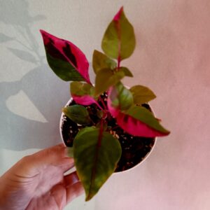 Alternanthera ficoidea Party Time (Papukaijalehti)