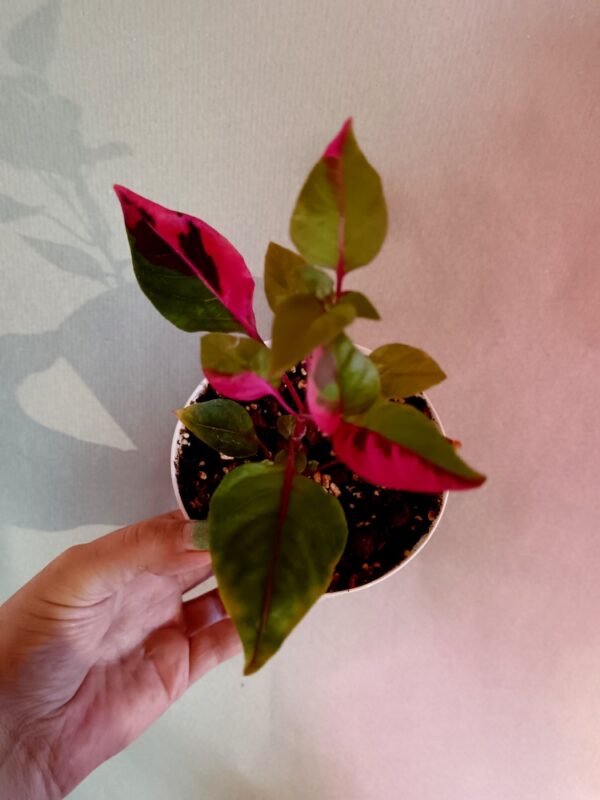 Alternanthera ficoidea Party Time (Papukaijalehti)