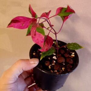 Alternanthera ficoidea Party Time (Papukaijalehti)