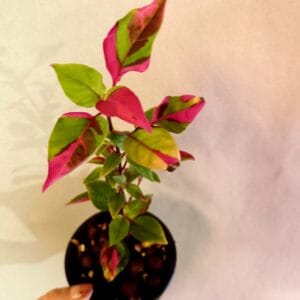 Alternanthera ficoidea Party Time (Papukaijalehti)