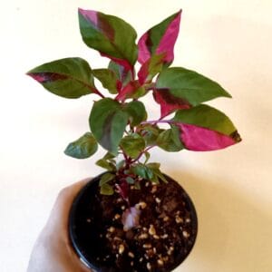 Alternanthera ficoidea Party Time (Papukaijalehti)