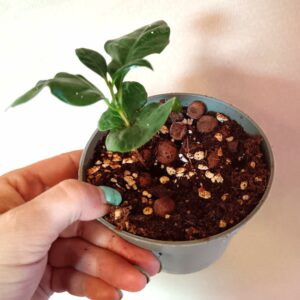 Coffee arabica (Arabiankahvi)