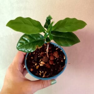 Coffee arabica (Arabiankahvi)
