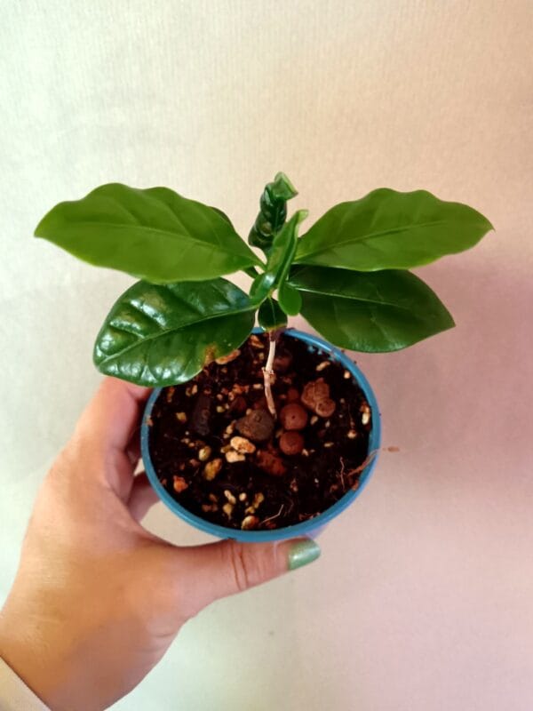 Coffee arabica (Arabiankahvi)
